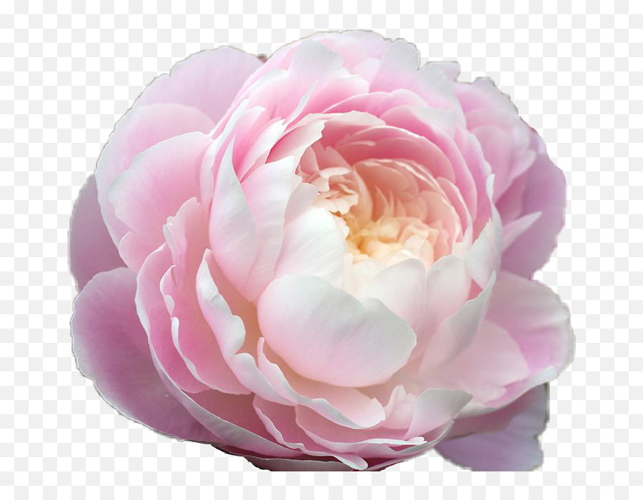 Download Hd Flower Aesthetic Pink Pastel Pretty - Aesthetic Transparent Pink Flower Aesthetic Png Emoji,Pink Flower Png