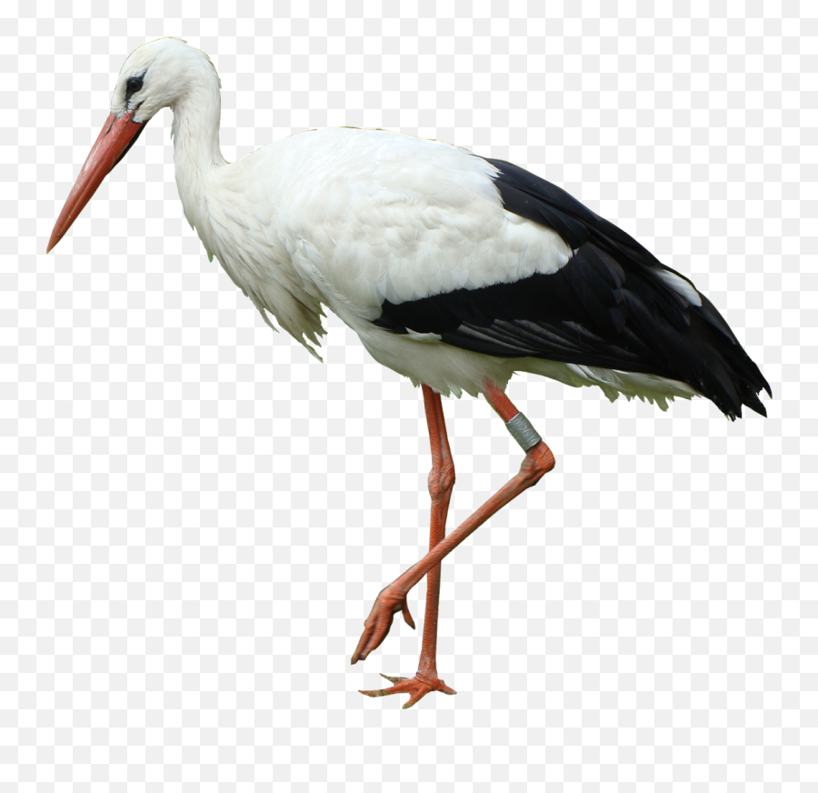 Stork Clipart - Stork Clipart Emoji,Stork Clipart