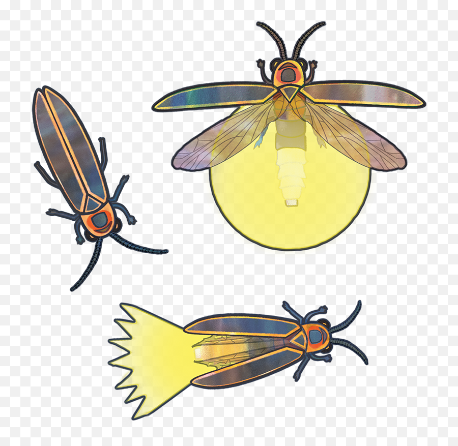 Net - Winged Insects Clipart Full Size Clipart 2989910 Parasitism Emoji,Insects Clipart