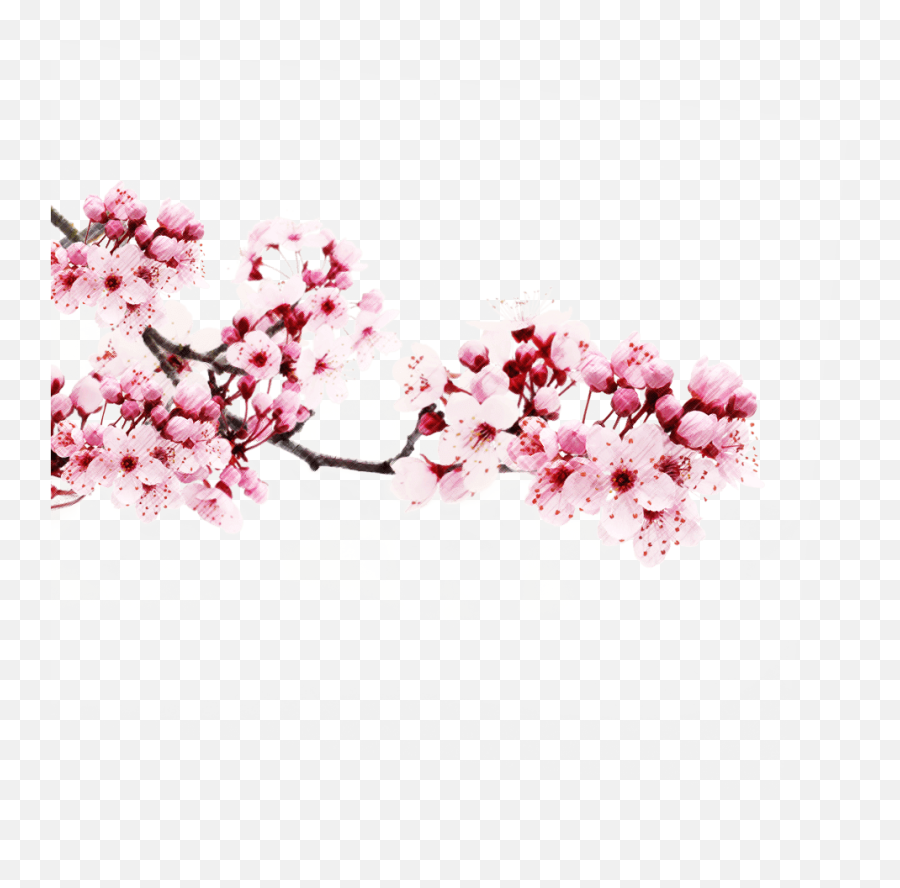 Transparent Sakura Branch Png - Transparent Background Sakura Transparent Png Emoji,Cherry Blossom Png