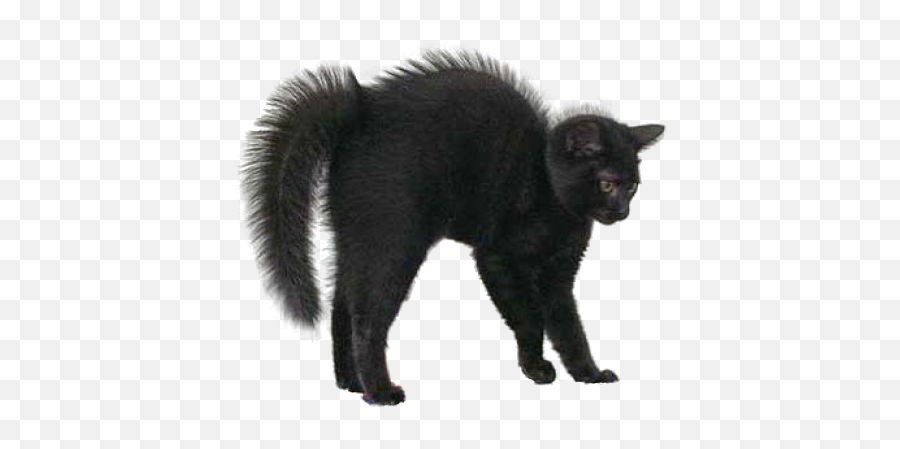 High Resolution Black Cat Clipart Png - Black Cat Png Emoji,Black Cat Clipart