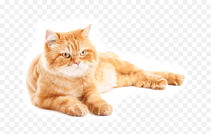 Cat Boarding Checklist - Petropolis Emoji,Orange Cat Png