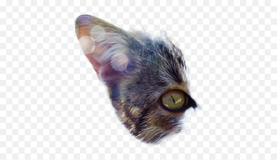 White And Gray Patched Tabby Cat Selective Focus Photography Emoji,Cat With Transparent Background