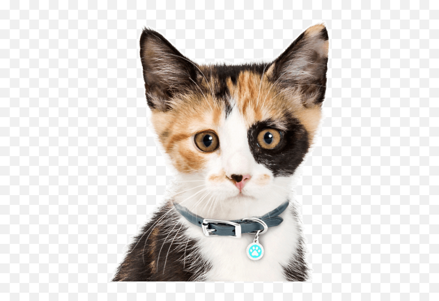 Calico Kittens For Sale - Adoptapetcom Emoji,Kitten Transparent Background