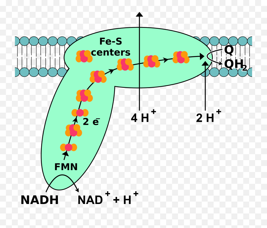 Oxidative Phosphorylation Complex I Clip Art Image - Clipsafari Emoji,Asteroid Belt Clipart
