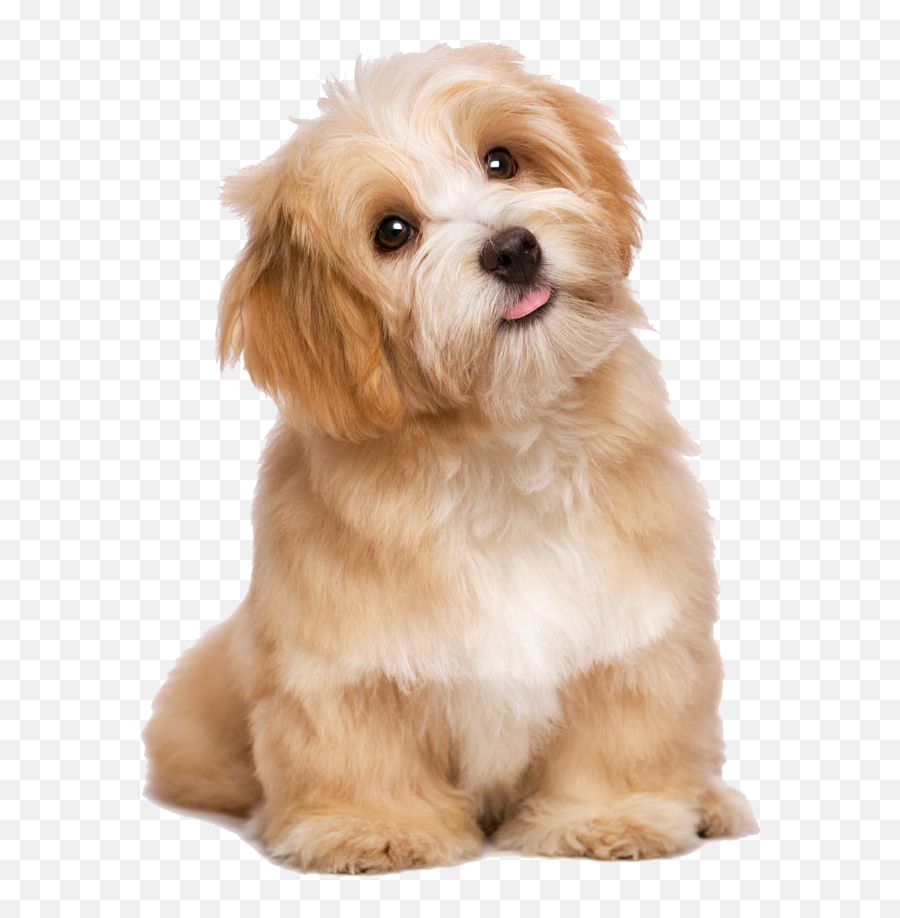 Download Lovely Dog Poodle Cat Long - Haired Maltese Tongue Dog Animal Emoji,Tongue Clipart