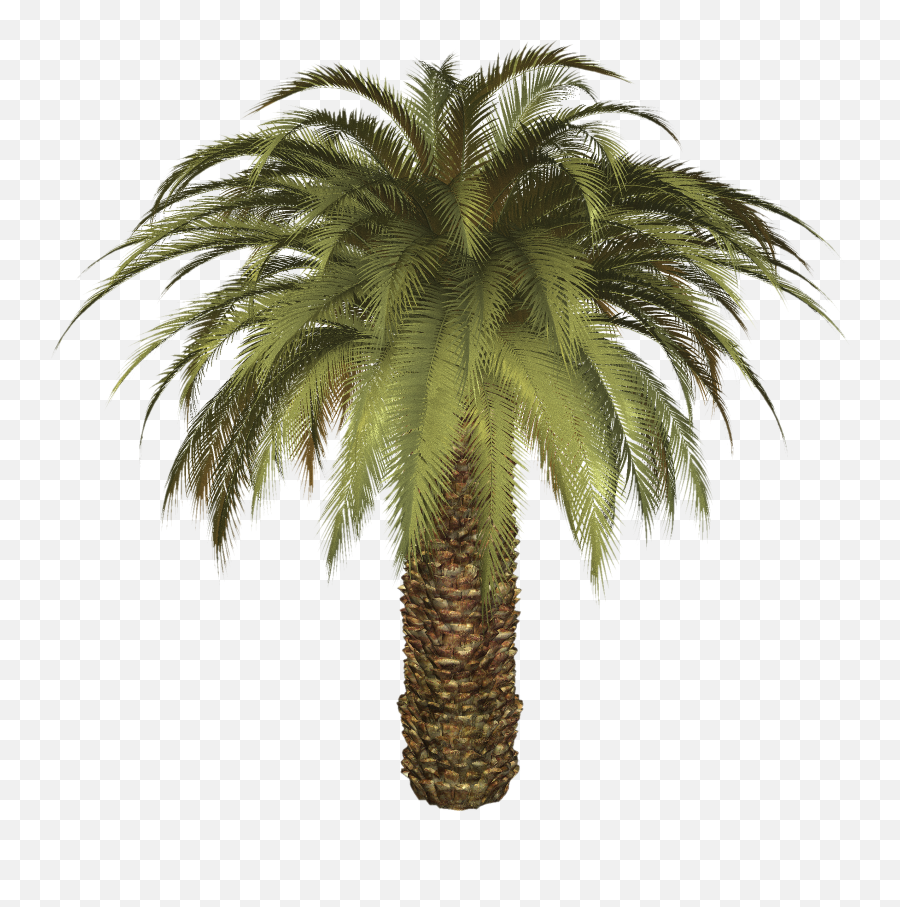 Palm Tree Png - Palm Oil Tree Transparent Emoji,Palm Tree Png