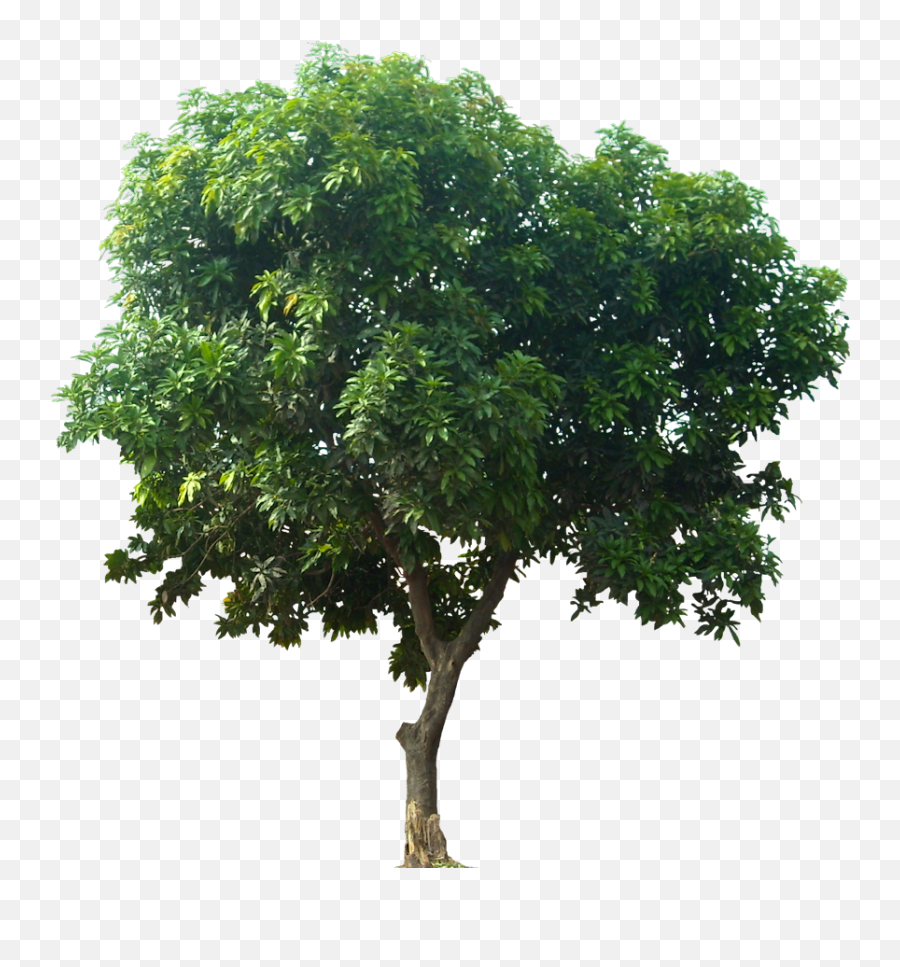 The Oak Tree Png V - Mangifera Indica Png Emoji,Oak Tree Png