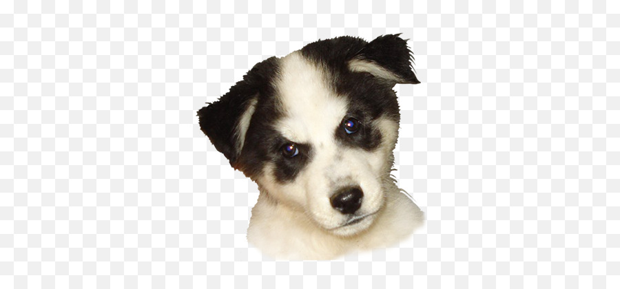 Dog Clip Art - Dog Cartoon Illustrations U0026 Sketches Husky Dog Dog Head Cartoon Emoji,Golden Retriever Clipart