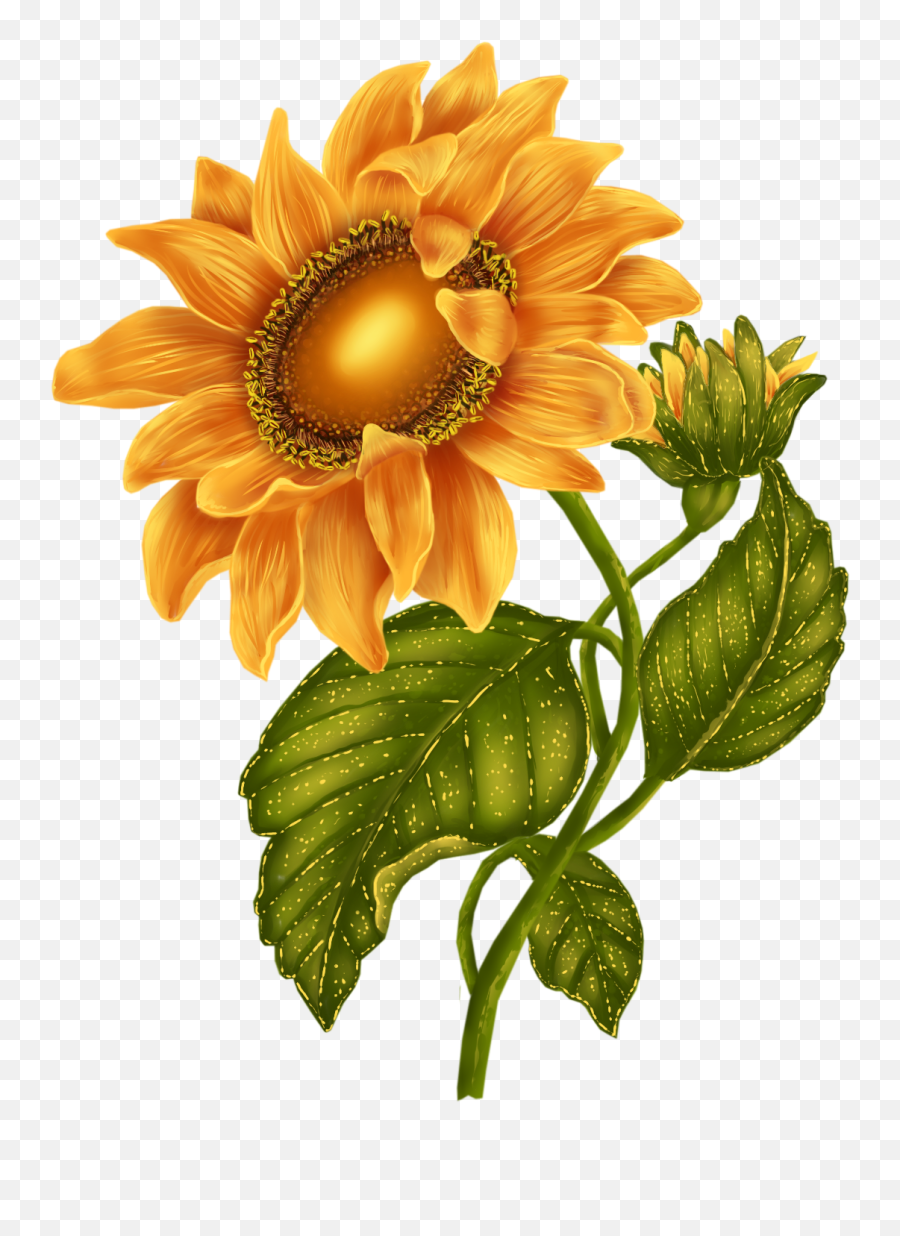 October 2015 Archive - Sunflower Clipart Transparent Girasoles Color Rosa Emoji,Sunflower Clipart