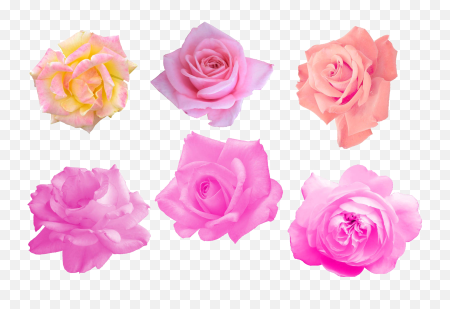 Pink Rose Png Image Png Arts - Girly Emoji,Pink Rose Png