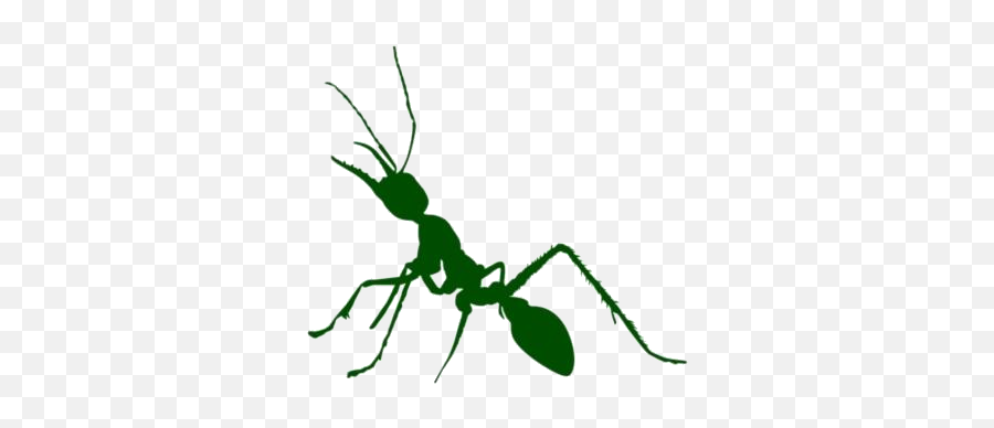 Transparent Bull Ant Clipart Bull Ant - Parasitism Emoji,Ant Clipart