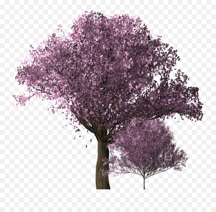 Cherry Blossom Tree Cherry Blossom Png - Albero Ciliegio Png Emoji,Cherry Blossom Png