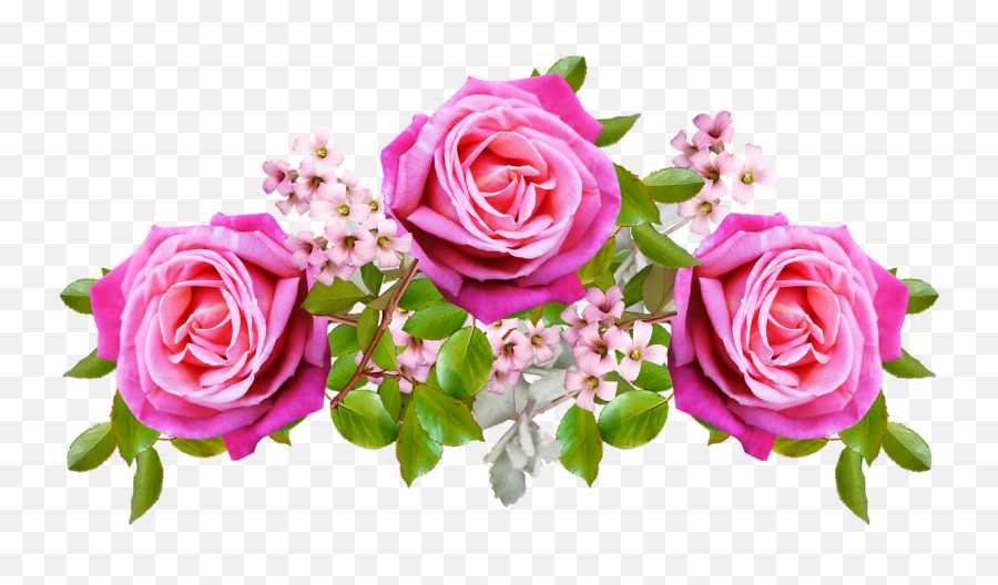 Flowers Pink Roses - Free Image On Pixabay Emoji,Pink Rose Transparent Background