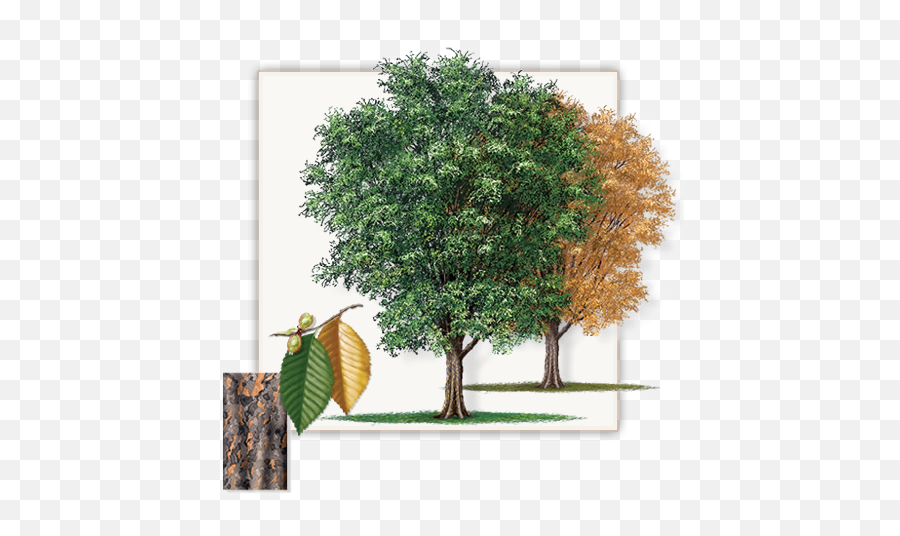 Download Pretty Pictures Of Cedar Trees Lace Bark Elm Tree Emoji,Cedar Tree Clipart