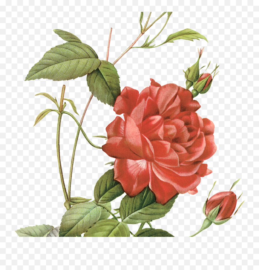 Botanical Drawings Rose And Sunflower Gardening Flower - Red Emoji,Gardenia Clipart