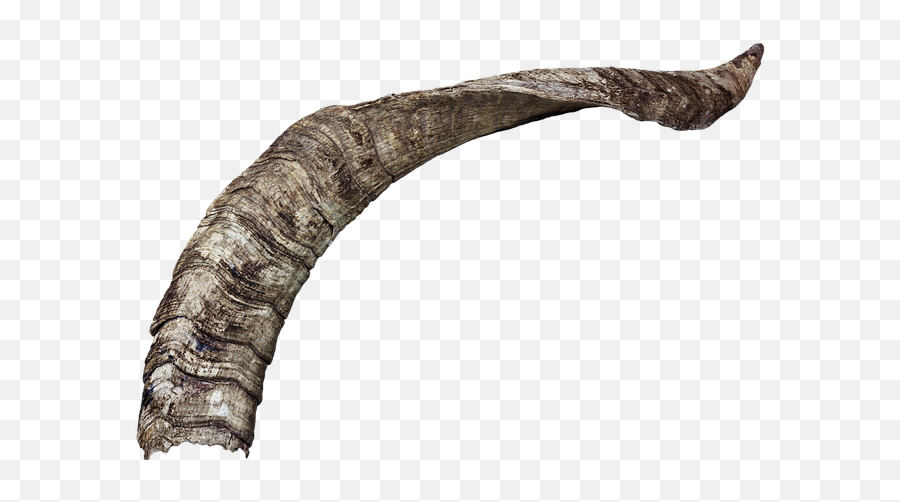 Horn Horns Animal - Free Photo On Pixabay Cuernos De Cabra Png Emoji,Horns Png