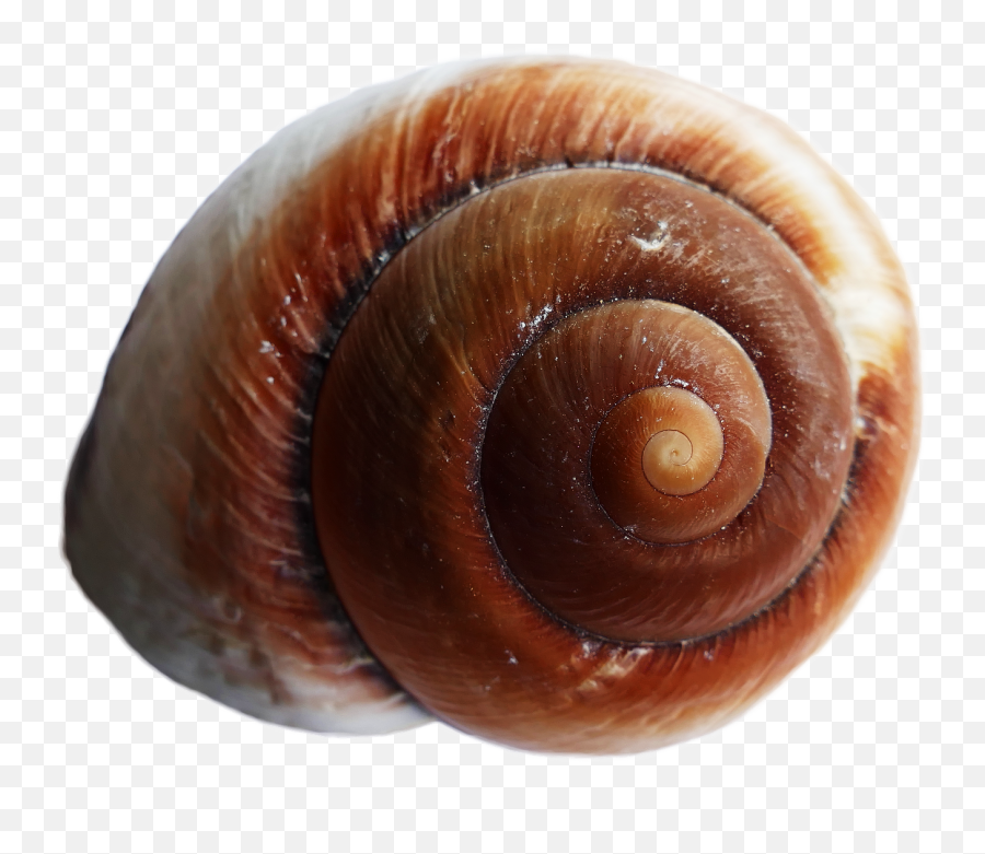 Download Sea Ocean Shell Png Image For Free - Snail Shell Transparent Emoji,Shell Png