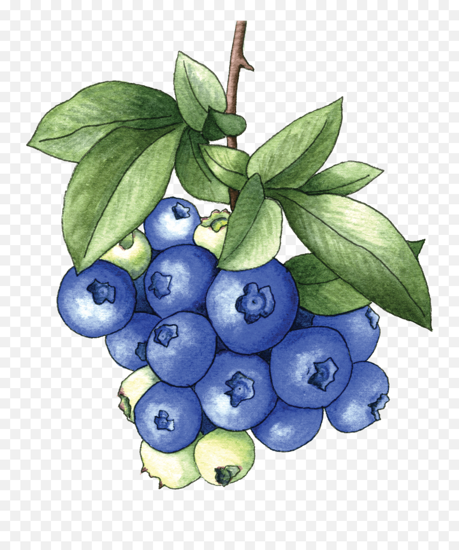 Bh - Fresh Emoji,Blueberries Png