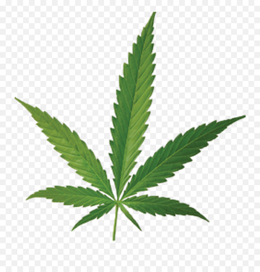 Pot Leaf - Free The Weed Flask Hd Png Download Original Cannabis Leaf Art Emoji,Pot Leaf Png