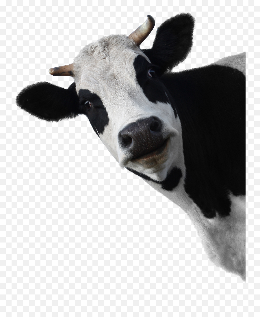 Download Cow Head White Background Png Image With No - Cow Head No Background Emoji,White Background Png