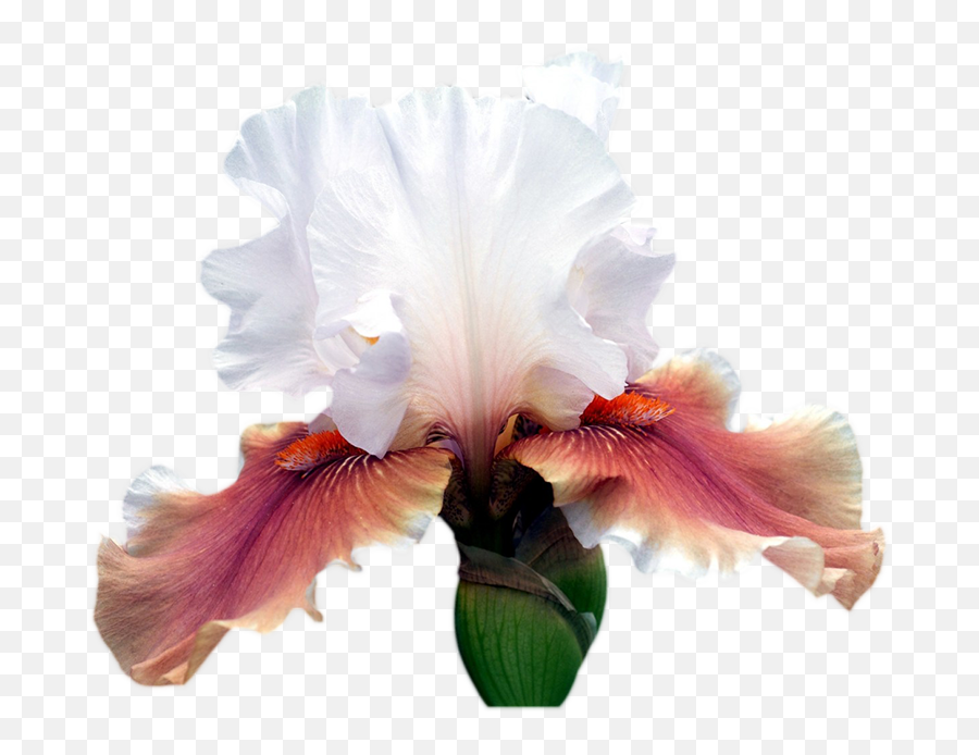 Download Iris Cut Portable Pennant Irises Graphics Ohio Emoji,Iris Flower Clipart