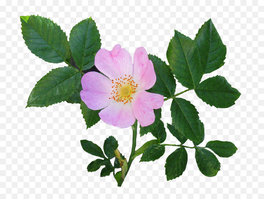 Beautiful Free Rose Clipart Emoji,Rose Clipart Transparent Background