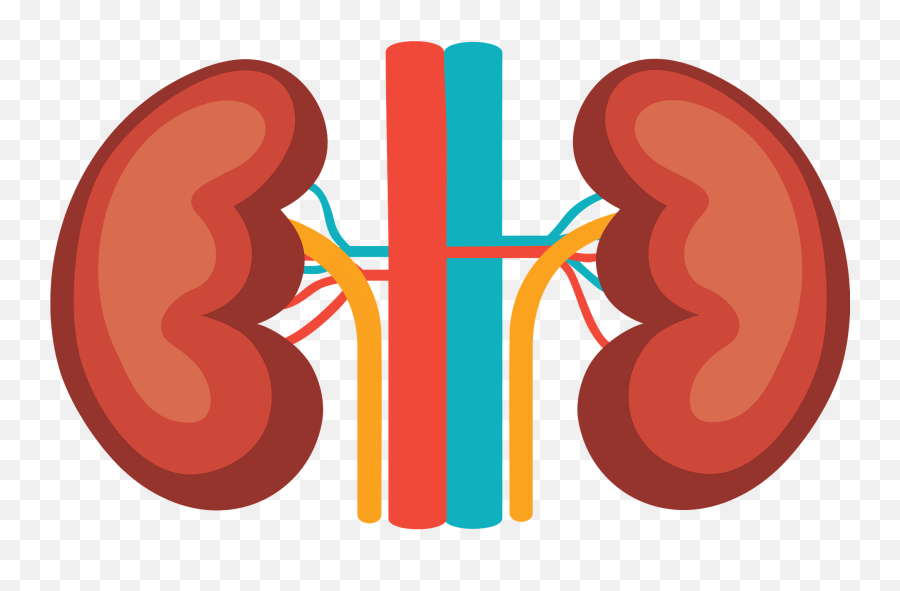Kidney Clipart - Language Emoji,Kidney Clipart
