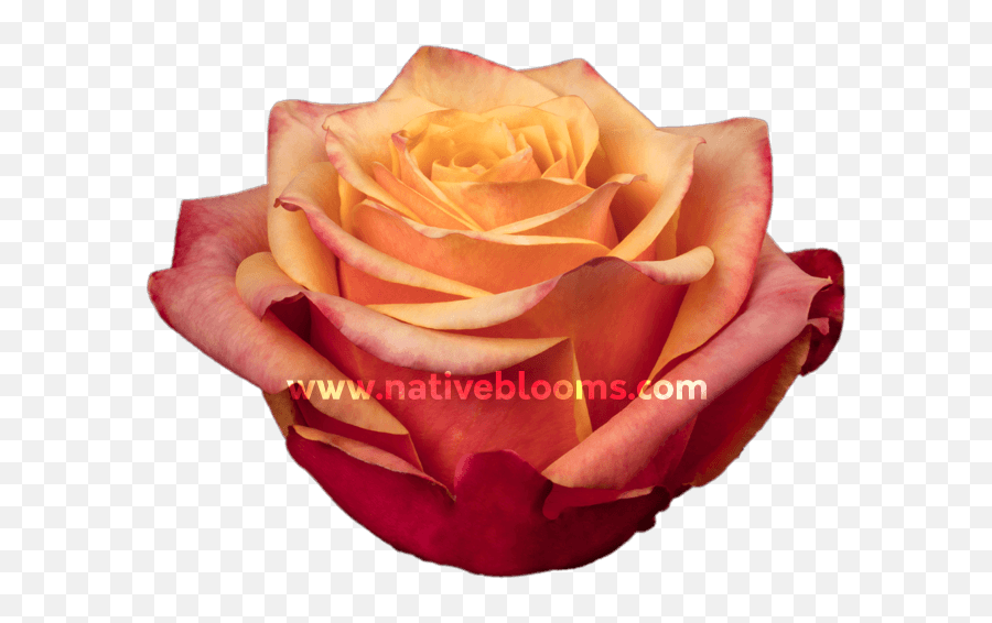 Cherry Brandy Roses Wholesale Ecuadorian Roses Native - Fresh Emoji,Pink Rose Png