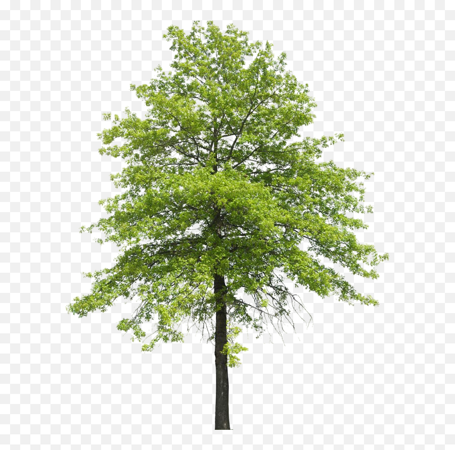 Download Plant Shrub Transpiration Nature Tree Arboles - Tree Emoji,Oak Trees Clipart