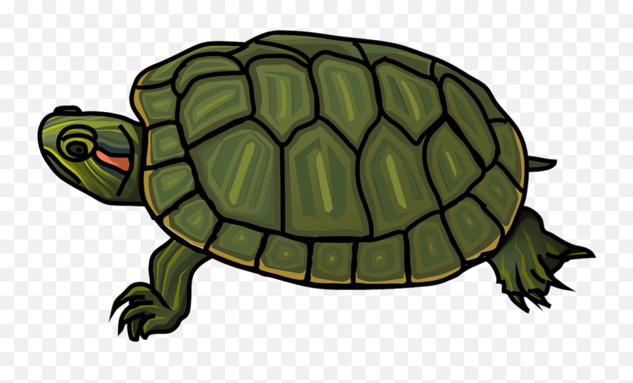 Turtle Clipart Coloring Pages And - Red Eared Slider Turtle Clipart Emoji,Turtle Clipart