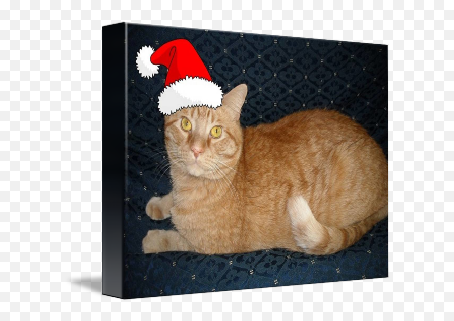 Christmas Orange Tabby Cat By Roseann Riggi - Knudson Emoji,Orange Cat Png