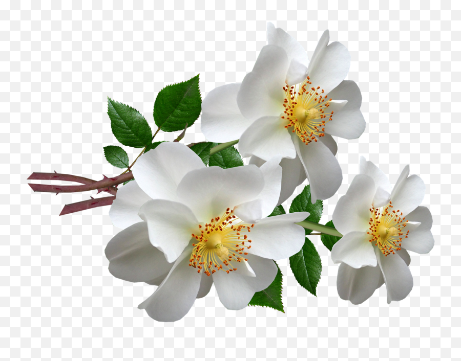 Flowers White Roses - Free Image On Pixabay Emoji,White Rose Transparent Background