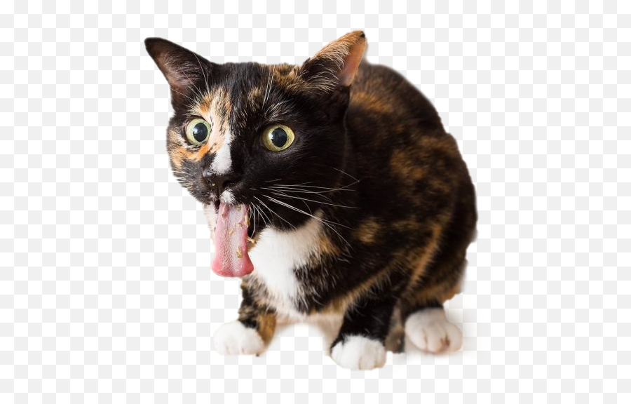 Cat Png Pic Background Png Play - Cats Catnip Emoji,Cats Png