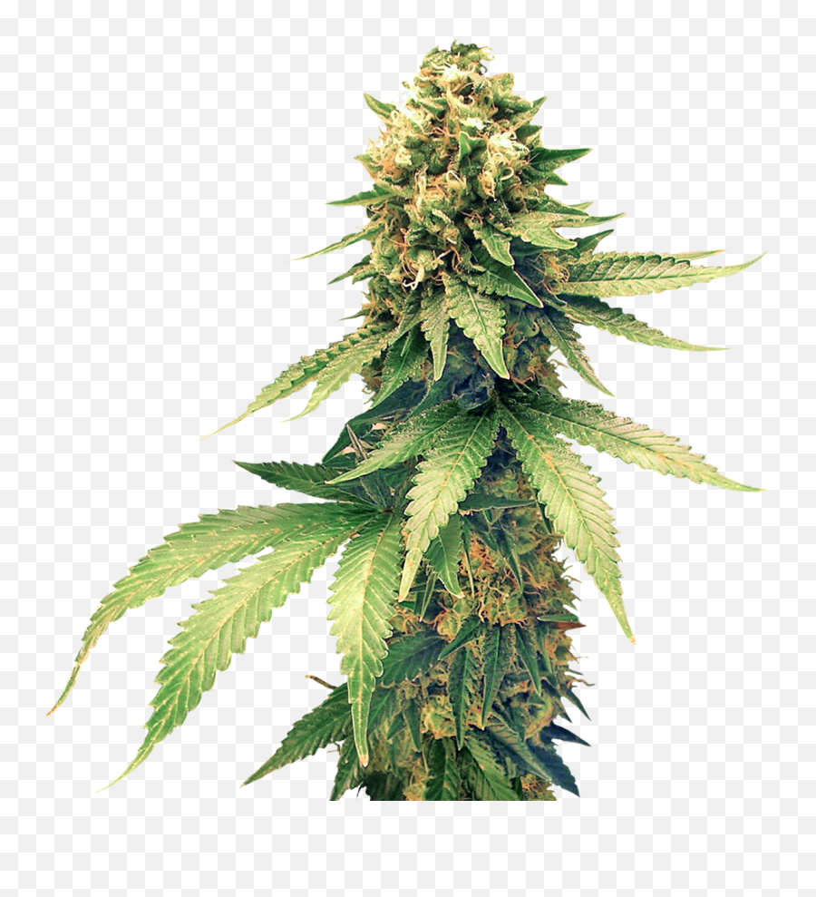 Cannabis Png Image - Cannabis Emoji,Weed Png