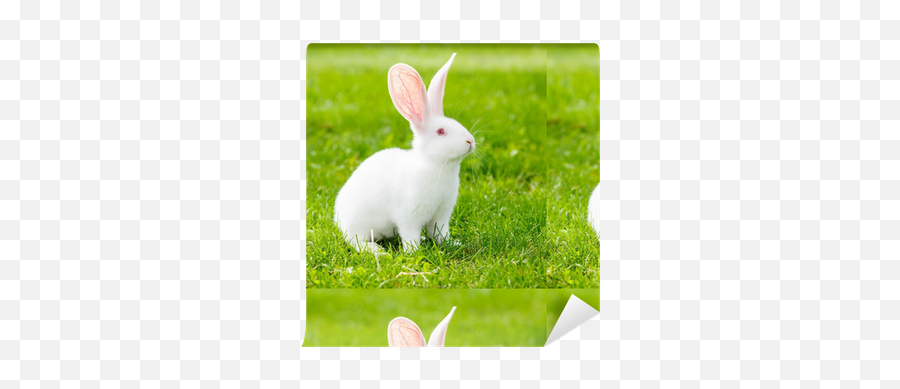 White Rabbit Wallpaper U2022 Pixers - We Live To Change White Rabbit Emoji,White Rabbit Png