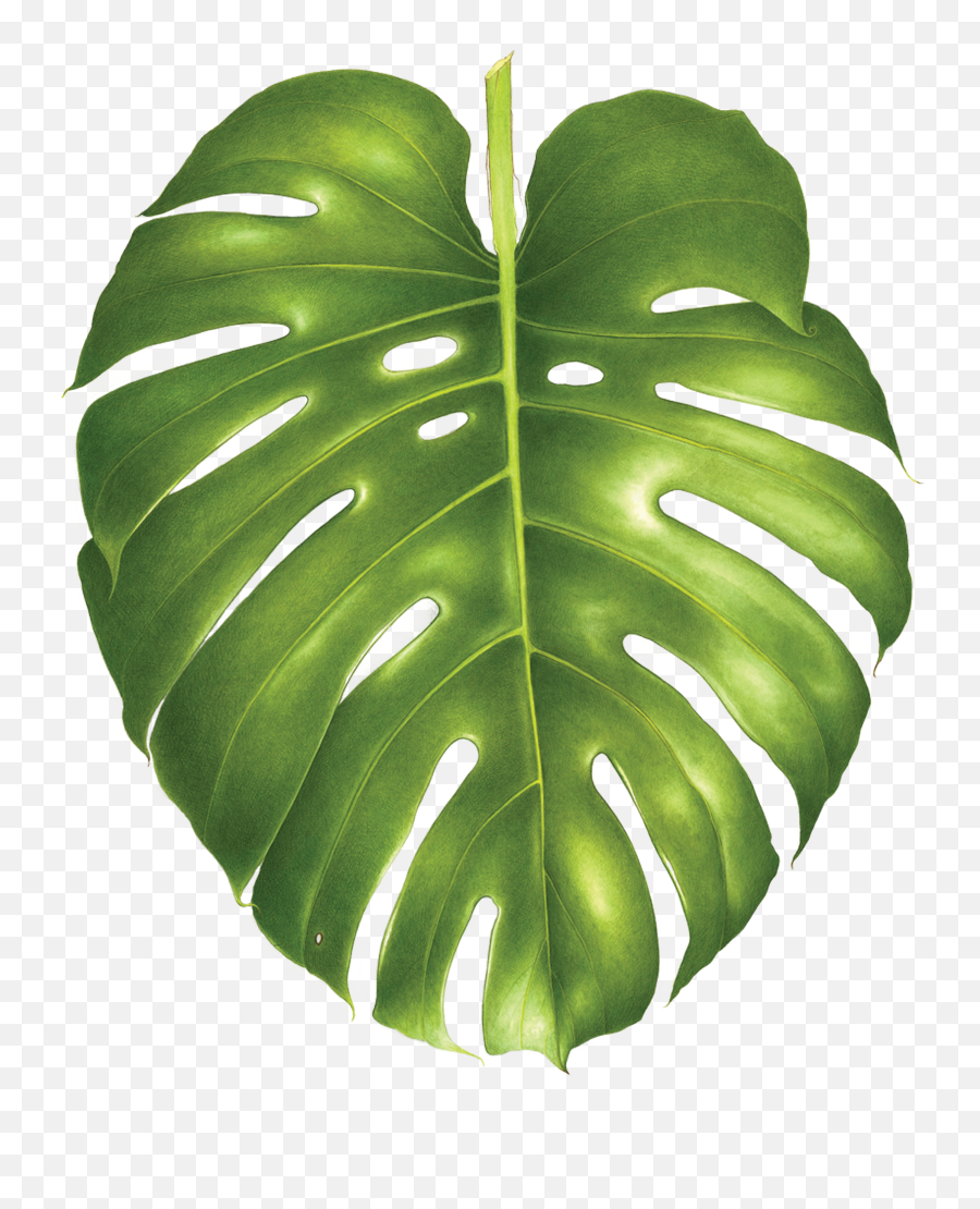 Split Leaf Philodendron To Trace - Tropical Monstera Leaf Png Emoji,Monstera Leaf Png