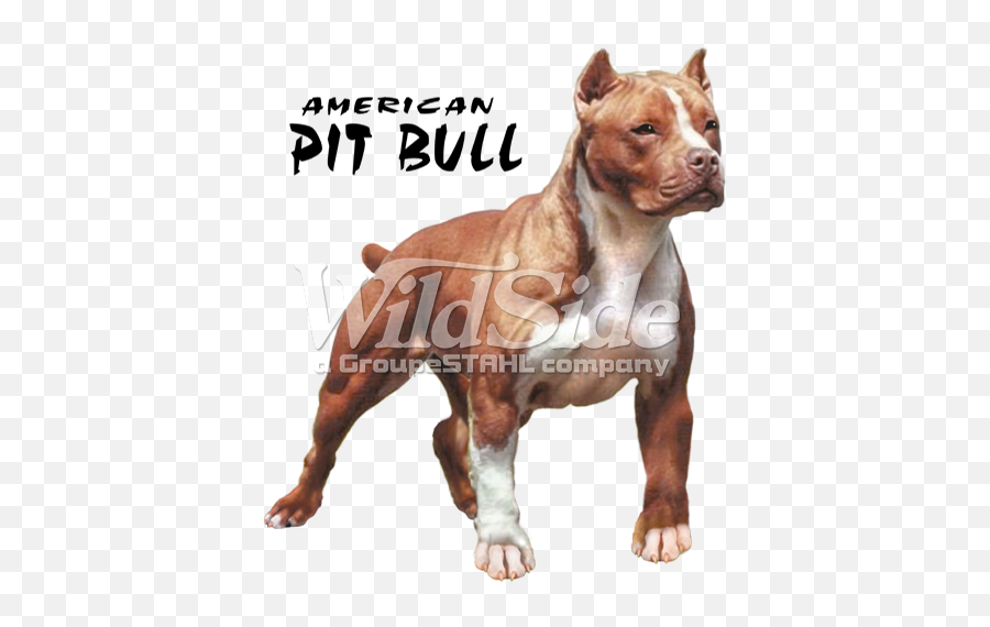Tan U0026 White - Pitbull With Tail Cut Full Size Png Download Emoji,Pit Bull Png