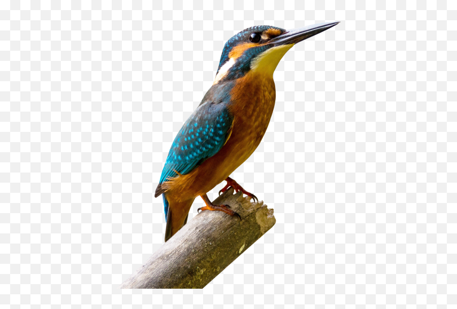 Kingfisher Download Png Image Png Mart Emoji,Bard Png