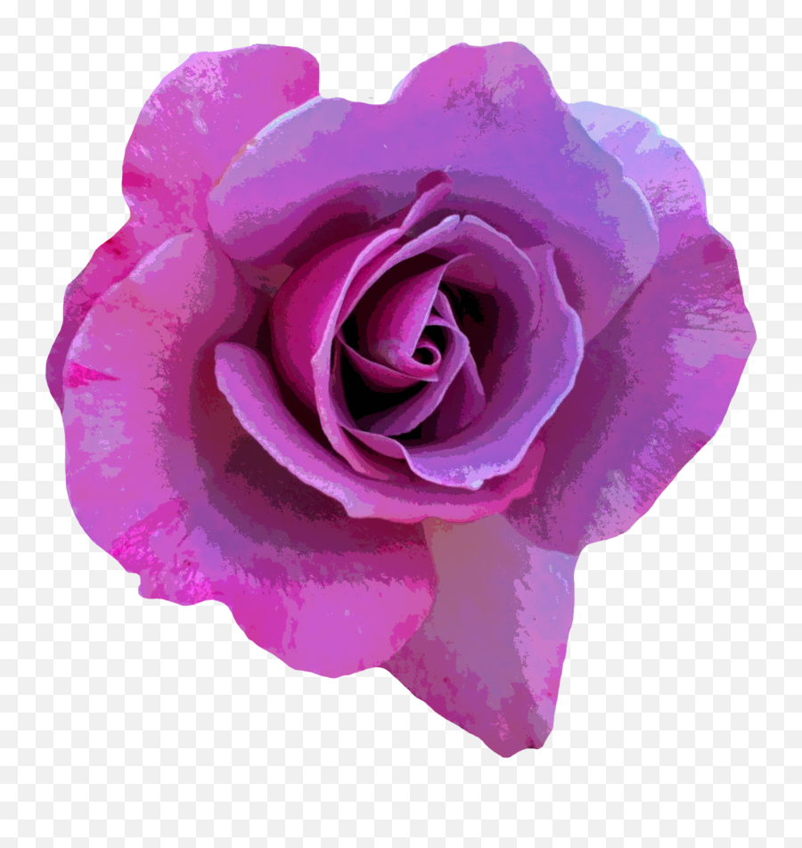 Purple Rose Bud On A White Background Free Image Download Emoji,White Rose Transparent Background