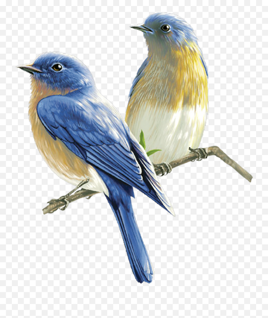Clickasnap Emoji,Bluebirds Clipart
