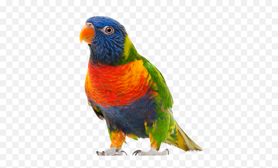 Parrot Png Images - Parrot Png Emoji,Parrot Png