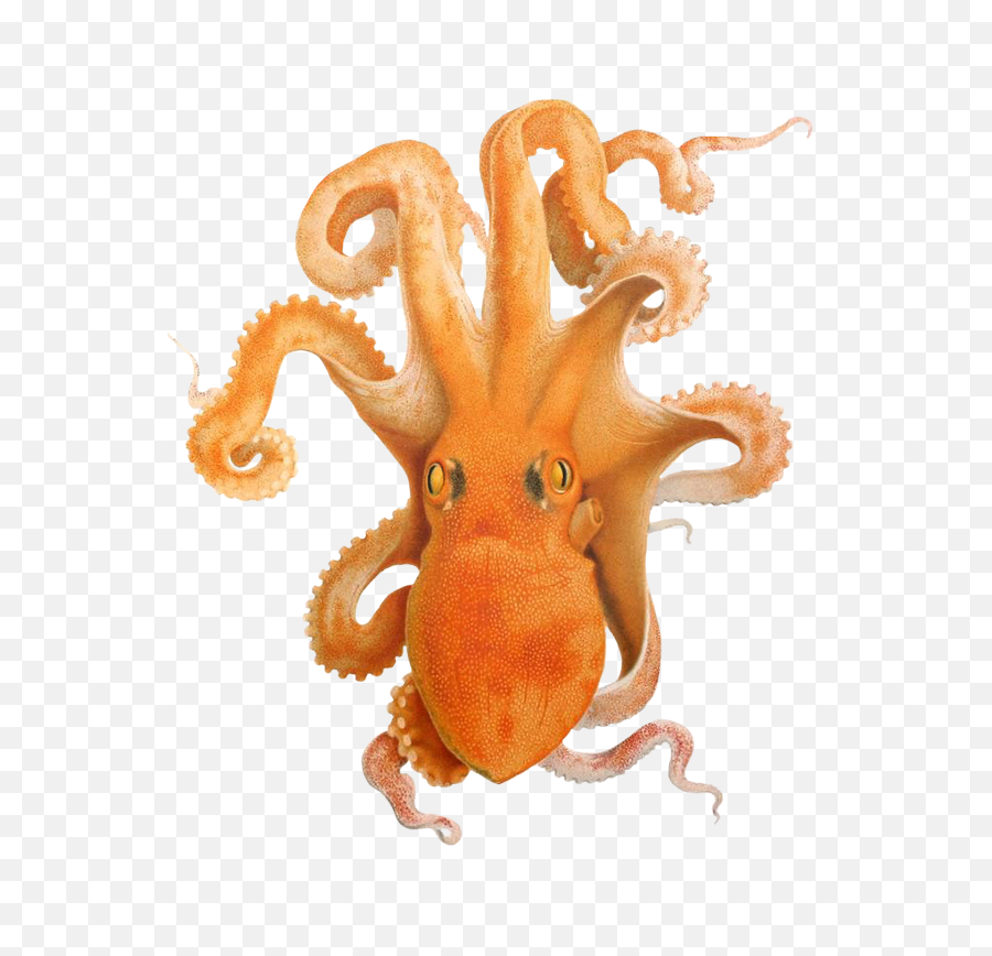 Octopus Clipart - Scaeurgus Unicirrhus Emoji,Octopus Transparent Background