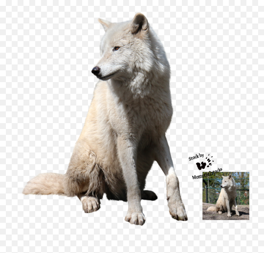White Wolf Png Hd Transparent Png Image Emoji,White Wolf Png