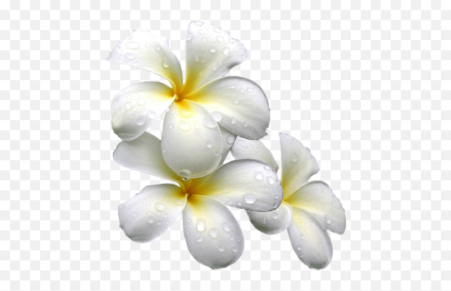 015e317ee87771fl 483500 Watercolor Flowers Flower Emoji,White Flowers Transparent