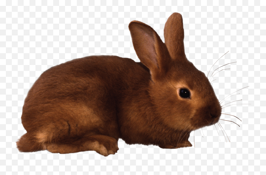 Bunny Clipart Transparent 1 - Realistic Rabbit Clip Art Emoji,Bunny Clipart