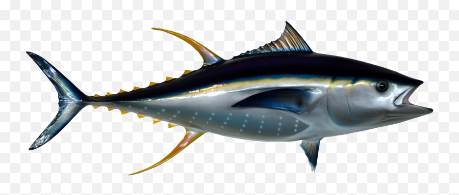 Tuna Fish Png Transparent Image - Png Emoji,Fish Transparent Background