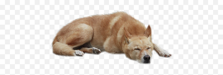 Dog Png 3 - Dog Sleep Png Emoji,Shiba Inu Png