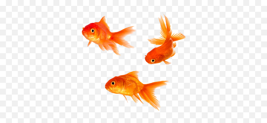Goldfish Png Image - Transparent Background Golden Fish Png Emoji,Gold Fish Png