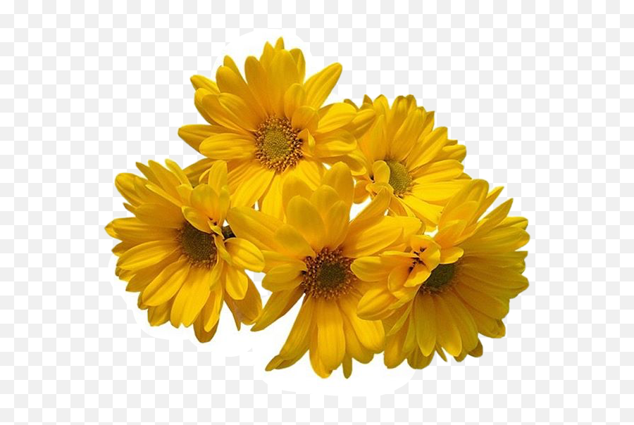 Download Hd Freetoedit Flower Daisy Filler Aesthetic Tumblr - Clear Background Yellow Flower Transparent Emoji,Daisy Transparent Background